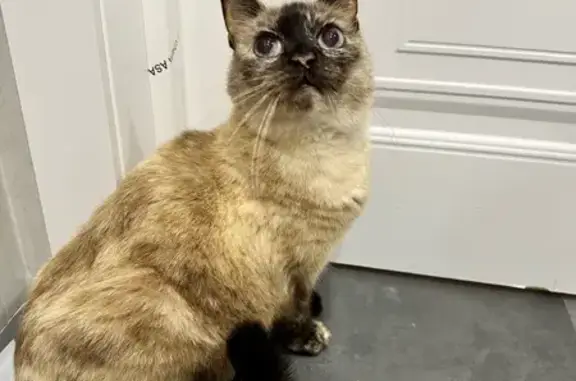 Кошка найдена на Шишкина 28, Ижевск