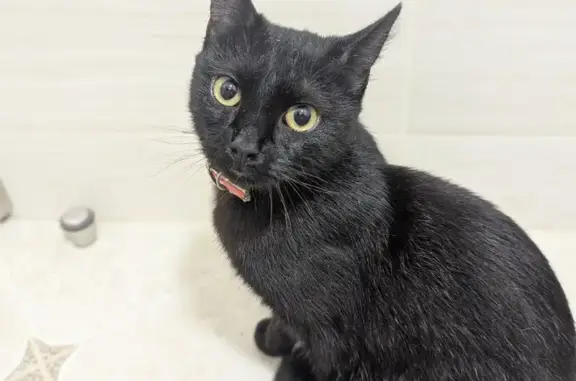 Найденные животные Москва, фото: Кошка найдена: Новогиреевская ул., 52