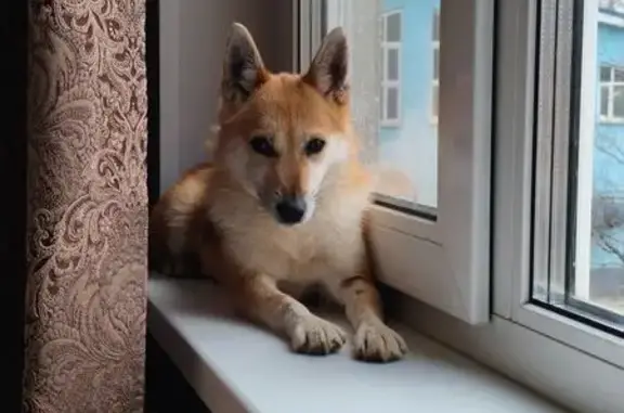 Пропала шалайка, ул. Космонавтов, 36, Дмитров