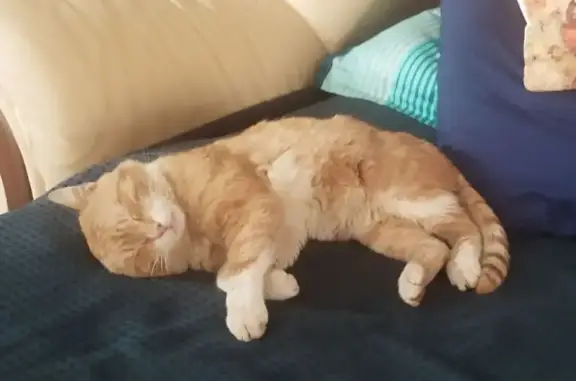 Найдена кошка, Петергоф, фото: Пропал кот Рысик, Спортивная ул., Петергоф