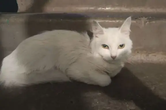 Найдена кошка, Коломна, фото: Кошка найдена на Весенней улице, 14