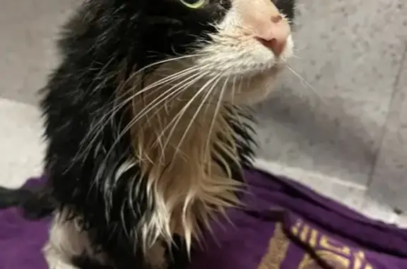 Найдена кошка, Кронштадт, фото: Кошка найдена на пр. Ленина, 25/2, Кронштадт