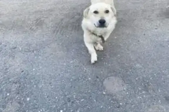 Собака найдена: Кедровая ул., 43, Иркутск