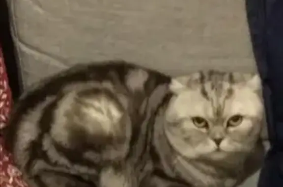 Кошки потеряшки, Владимирская область, фото: Потеряшка кошка, Нагорное, Владимирская обл.