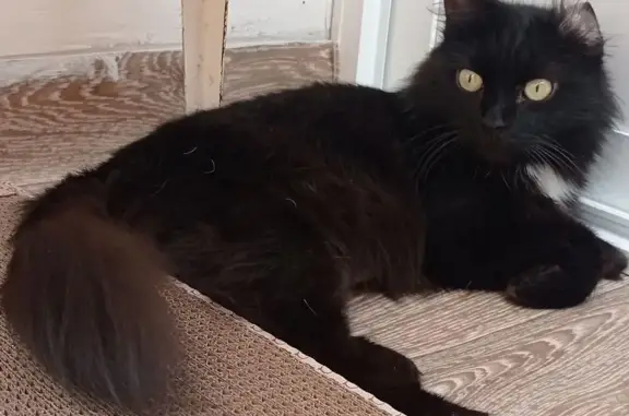 Найдена кошка: Красномосковская 31, Крск.