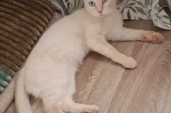 Кошка найдена: ул. Малахова, 95, Барнаул