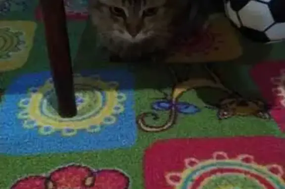 Кошки потеряшки, Барнаул, фото: Потеряшка кошка, Барнаул, ул. Алексеева, 70