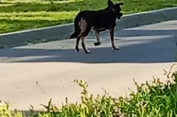 Найдена собака, Челябинск, фото: Найдена собака у Молодогвардейцев, 27Ж