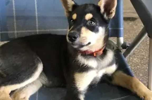 Собаки потеряшки, Красноярск, фото: Потеряшка собака, ул. 26 Бакинских Комиссаров