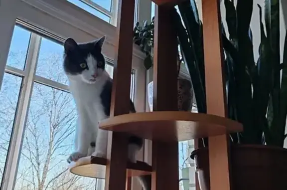 Кошки потеряшки, Северодвинск, фото: Потеряшка кошка, Советская 35А, Северодвинск