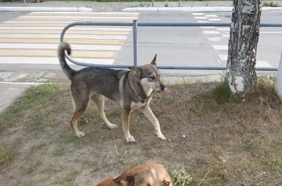 Пропала собака, Урай, ул. 37