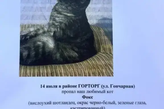 Пропала кошка, Гончарная ул. 61, Белебей