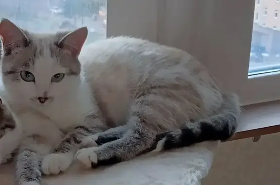 Кошки потеряшки, , фото: Потеряшка кошка, Уральская/Матросова, Мелеуз