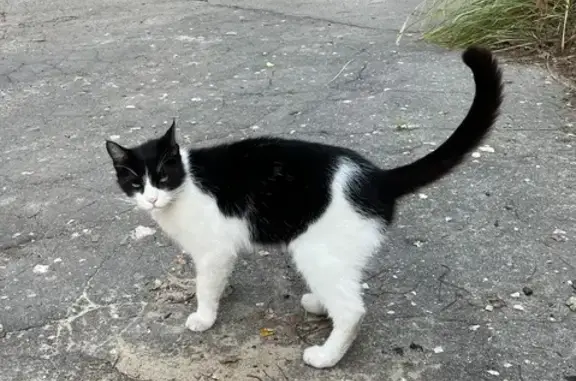 Найдена кошка на пр. Революции, 14, Воронеж