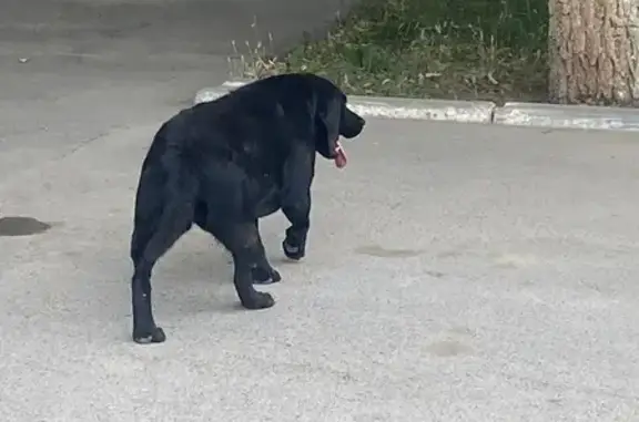 Найдена собака, Волгодонск, фото: Собака найдена: Степная ул. 73, Волгодонск