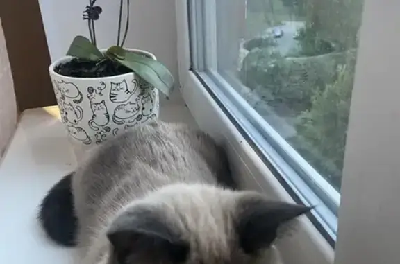 Пропала сиамская кошка, Комсомольская ул. - photo