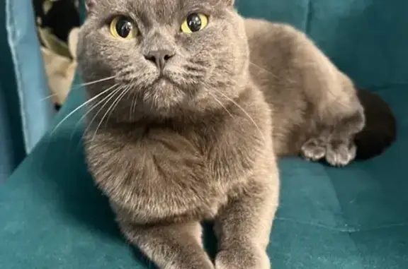 Найдена серая кошка, ул. Шумяцкого