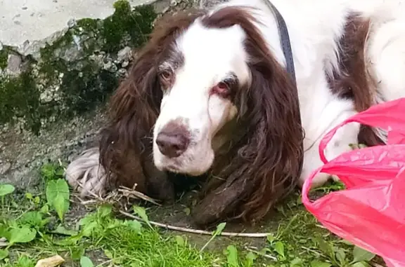 Спаниель найден у Вологодская 22, Череповец