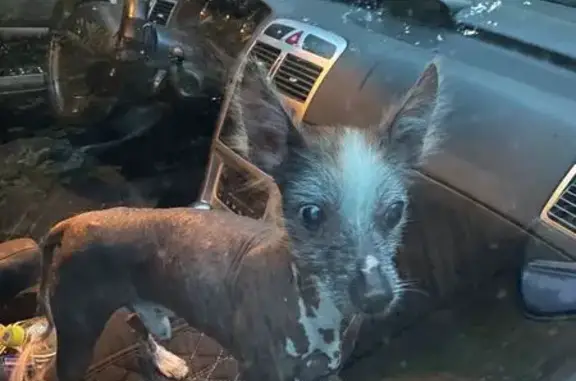 Найдена собака у СНТ 