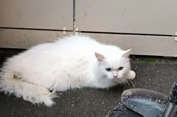 Найдена кошка, Щёлково, фото: Кошка найдена, Пролетарский пр. 9 к3, Щёлково