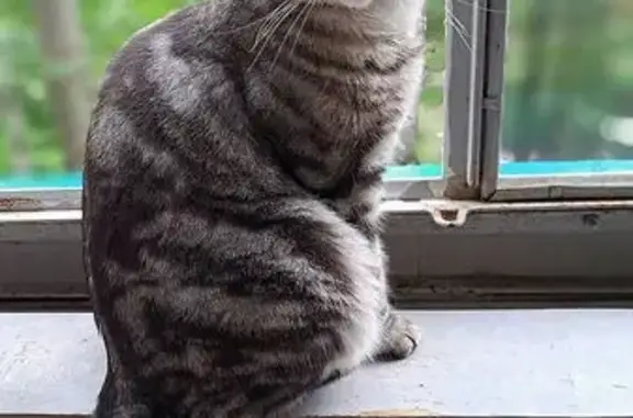Кошка упала с балкона, Шишкинский бул.