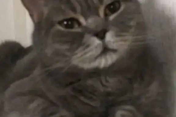 Кошки потеряшки, Архангельская область, фото: Потеряшка кошка, Архангельская область