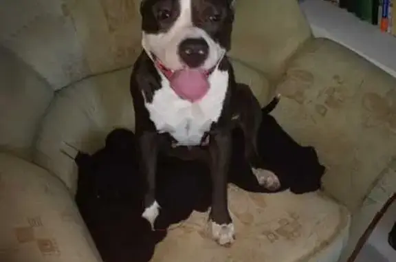 Найдена собака: ул. Бородина, 6 к1, Омск