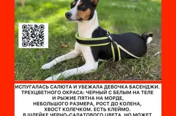 Пропала басенджи в Дюнах, Сестрорецк!