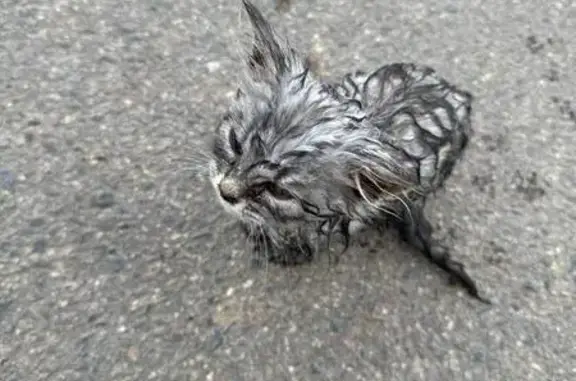 Кошка найдена: ул. Докучаева, 3, Смоленск