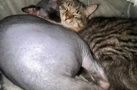 Пропала кошка, пр. Закруткина 44, Семикаракорск