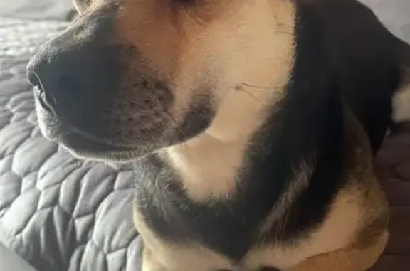 Найдена собака, ул. Терешковой, Смоленщина