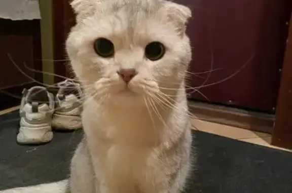 Кошки потеряшки, Москва, фото: Потеряшка кошка, ул. Корнейчука, 39