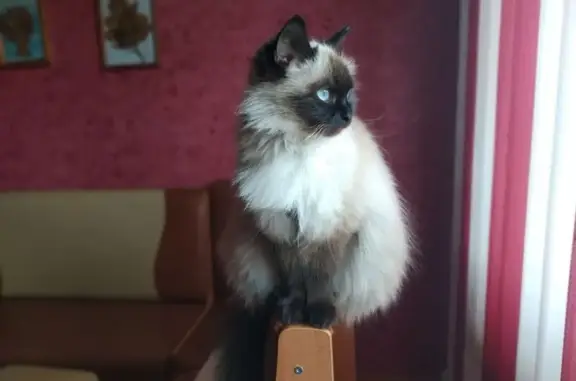 Пропала кошка, ул. Попова 9, Минусинск