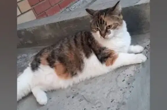 Потерянные животные Ханты-Мансийск, фото: Пропала кошка, Светлая ул. 29, Х-Мансийск