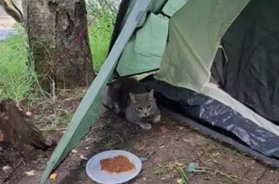 Пропала кошка, Садовая ул., 29, Нововолково