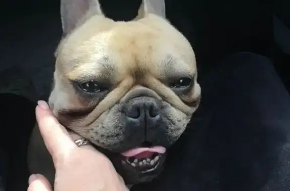 Собаки потеряшки, Черкесск, фото: Потеряшка собака Баги, ул. Гутякулова, 9