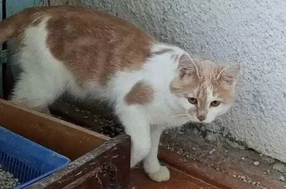 Кошки потеряшки, Челябинск, фото: Потеряшка кот, ул. Каслинская, 19Б