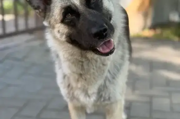 Найдена собака, Краснодар, фото: Собака найдена: Ставропольская 236/1