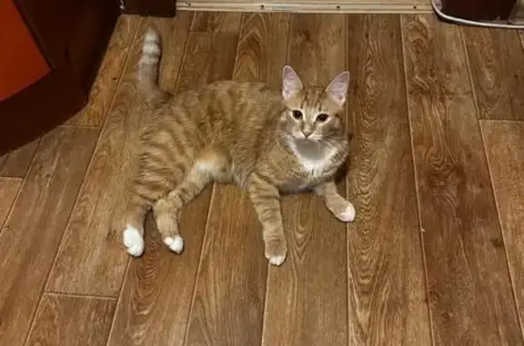 Кошки потеряшки, Москва, фото: Потеряшка кошка, Староалексеевская 14к2