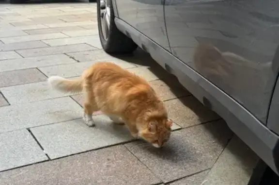 Рыжая кошка найдена у Калашного пер., 10