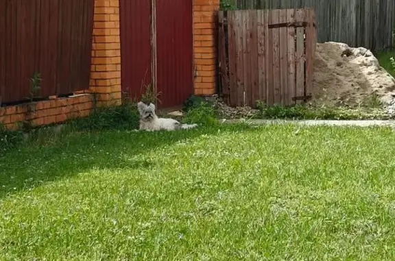 Найдена собака, Ногинск, фото: Собака найдена: Черничная ул., 3, Ногинск