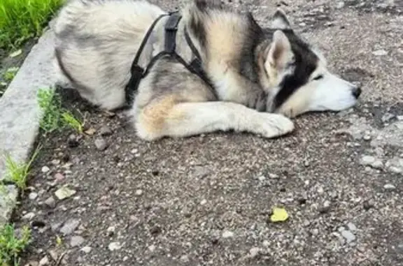 Хаски найден на Ленинском проспекте, Калининград