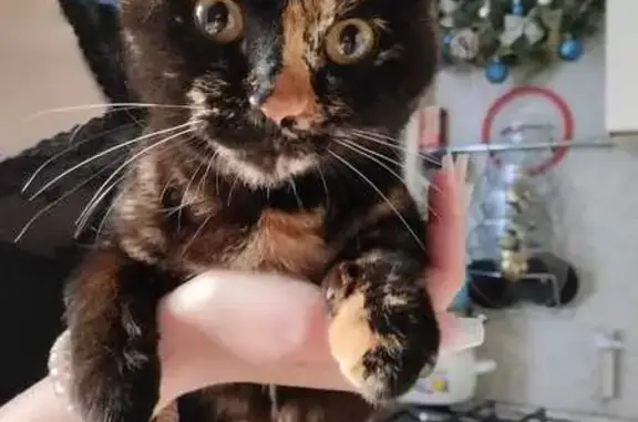 Кошки потеряшки, Копейск, фото: Потеряшка кошка, ул. Томилова 10, Копейск