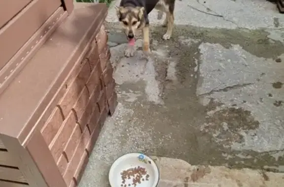 Найдена собака, Московская область, фото: Щенок найден в ошейнике, Московская обл.