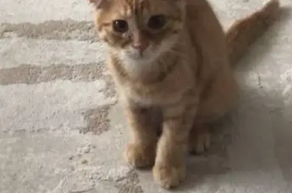 Кошки потеряшки, Ядрин, фото: Потеряшка кошка, ул. 50 лет Октября, 39