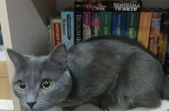 Кошки потеряшки, Курск, фото: Потеряшка кошка: Республиканская 42Б, Курск