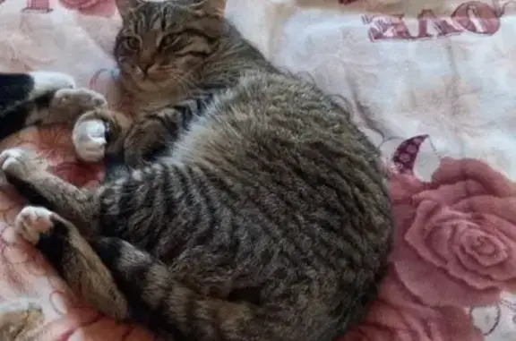 Пропала кошка, ул. Красина, 5А, Александровск