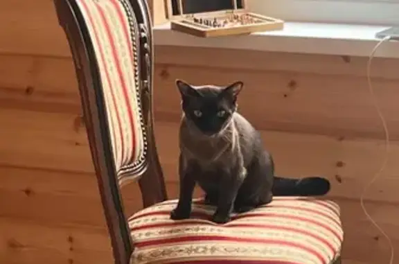 Кошки потеряшки, Кобралово, фото: Потеряшка бурманская кошка, Кобралово