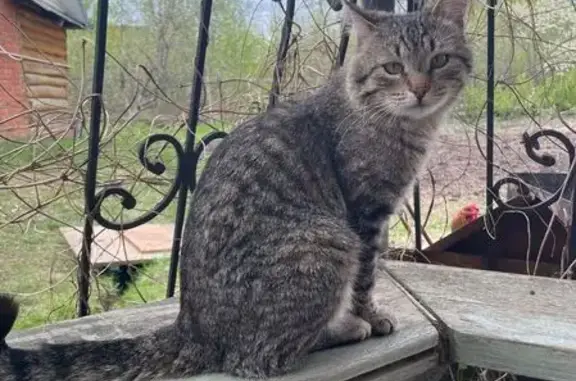 Кошки потеряшки, Йошкар-Ола, фото: Потеряшка кошка, Звёздная 20, Йошкар-Ола