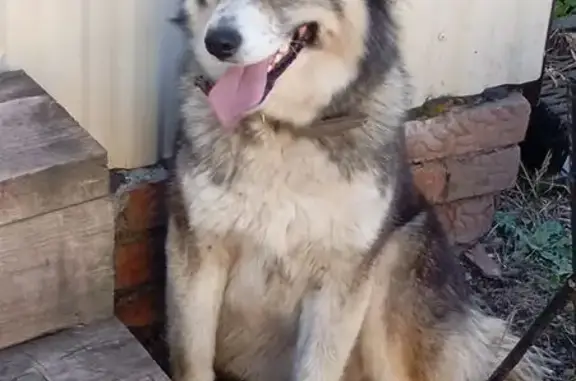 Найдена собака, Игенче, фото: Найдена собака на улице Игенче